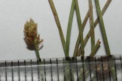 Eleocharis engelmannii