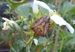 Carpocoris mediterraneus atlanticus