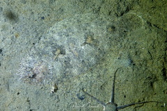 Arnoglossus