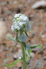 Cryptantha sericea