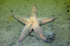 Astropecten irregularis