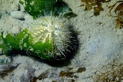 Psammechinus microtuberculatus