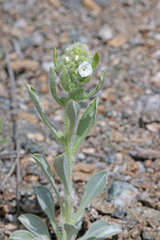 Cryptantha sericea