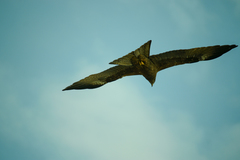 Milvus migrans