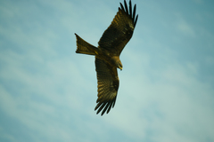 Milvus migrans