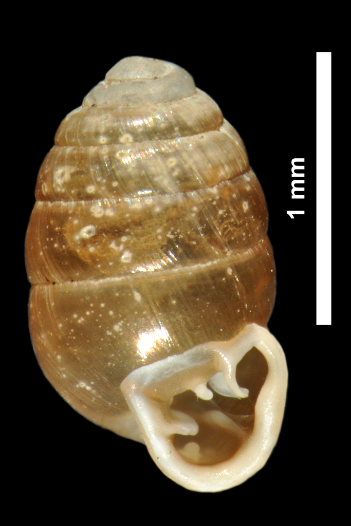 English Chrysalis Snail