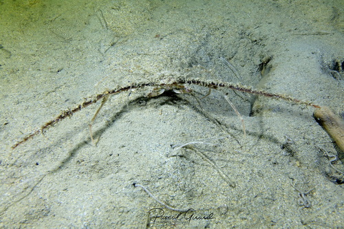 Representative image of Inachus communissimus