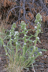 Cryptantha sericea