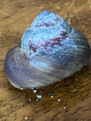 Tegula brunnea