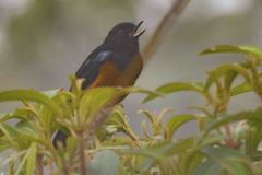 Diglossa gloriosissima