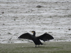 Phalacrocorax carbo