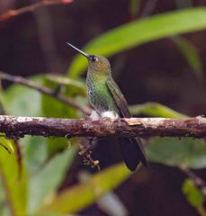 Haplophaedia aureliae