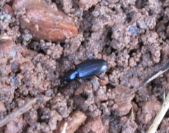 Platynina