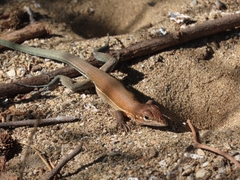 Aspidoscelis guttatus