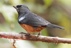 Diglossa gloriosissima