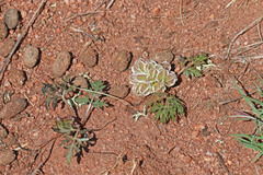 Cymopterus glomeratus fendleri
