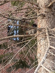 Sciurus carolinensis