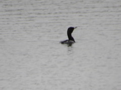 Phalacrocorax carbo