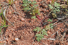 Cymopterus glomeratus fendleri
