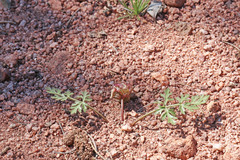 Cymopterus glomeratus fendleri