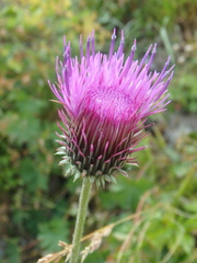 Carduus adpressus