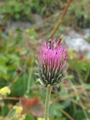 Carduus adpressus