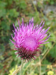 Carduus adpressus