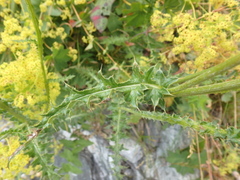 Carduus adpressus