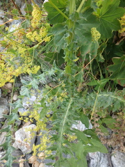 Carduus adpressus