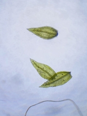 Scorpiurium circinatum