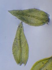 Scorpiurium circinatum