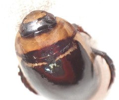 Hydaticus aruspex