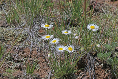 Erigeron canus