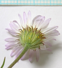 Erigeron canus