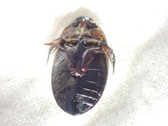 Hydaticus aruspex