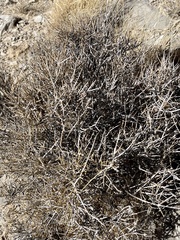 Coleogyne ramosissima