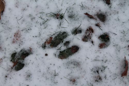 Eastern Cottontail photographed in Connecticut