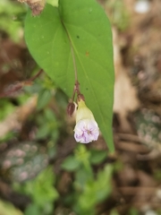 Ipomoea aristolochiifolia