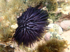 Stomopneustes variolaris