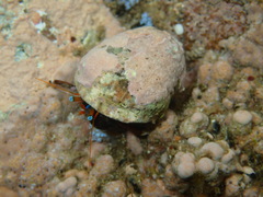 Calcinus laevimanus