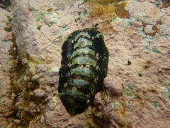 Onithochiton literatus