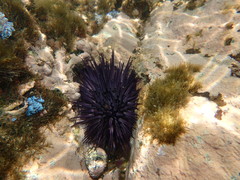 Stomopneustes variolaris