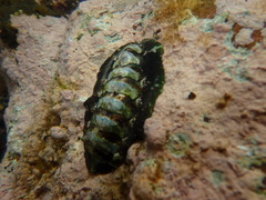 Onithochiton literatus