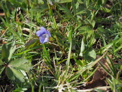 Viola canina