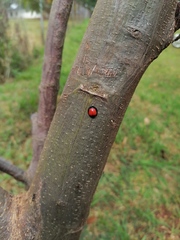 Anisolemnia planipennis
