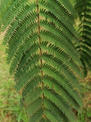 Anisolemnia planipennis