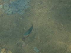 Thalassoma hebraicum