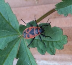 Pyrrhocoris apterus