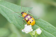 Paranapiacaba connexa