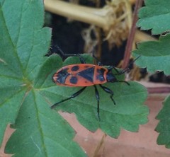 Pyrrhocoris apterus